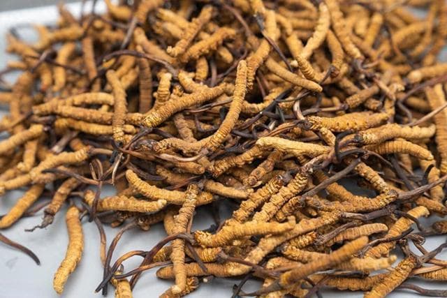 揭秘冬虫夏草：从20万天价到理性回归