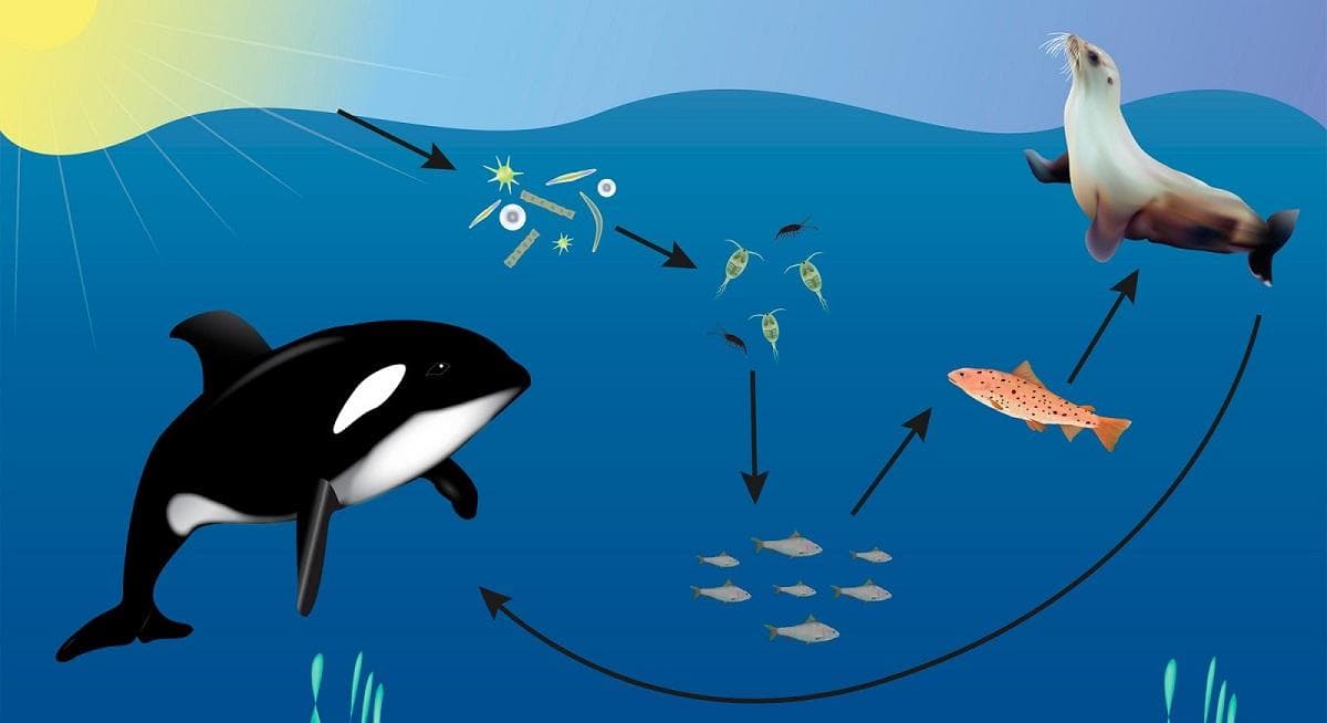 海洋食物链：特征、水平及其在生态系统中的重要性