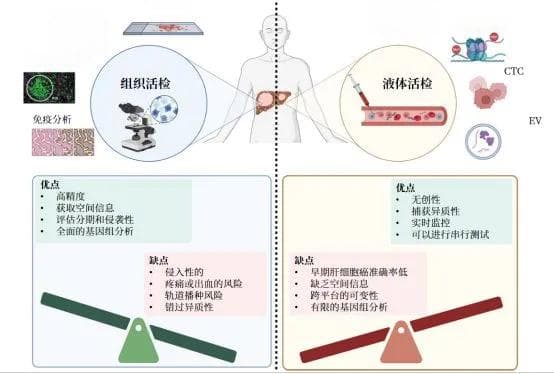 活检之战：组织活检和液体活检谁能在肝细胞癌中更胜一筹？