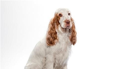 英国可卡犬的饲养方法（全面了解可爱的可卡犬，打造幸福家庭）