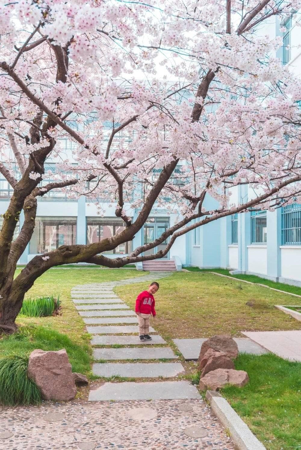 中国赏樱地图：最惊艳的樱花开在哪？