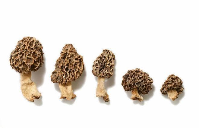 鲜羊肚菌炖汤要焯水吗？