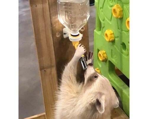 如何以低成本喂养你的狗？（用这些经济实惠的食物保持你的狗健康）