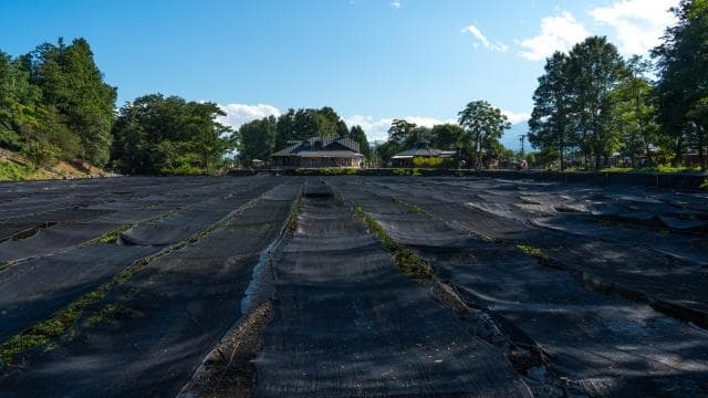 山葵的诱惑：探索日本独特的香料