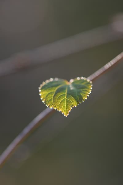 孑遗植物“卧龙”树——连香树迁地保护40年首次开花