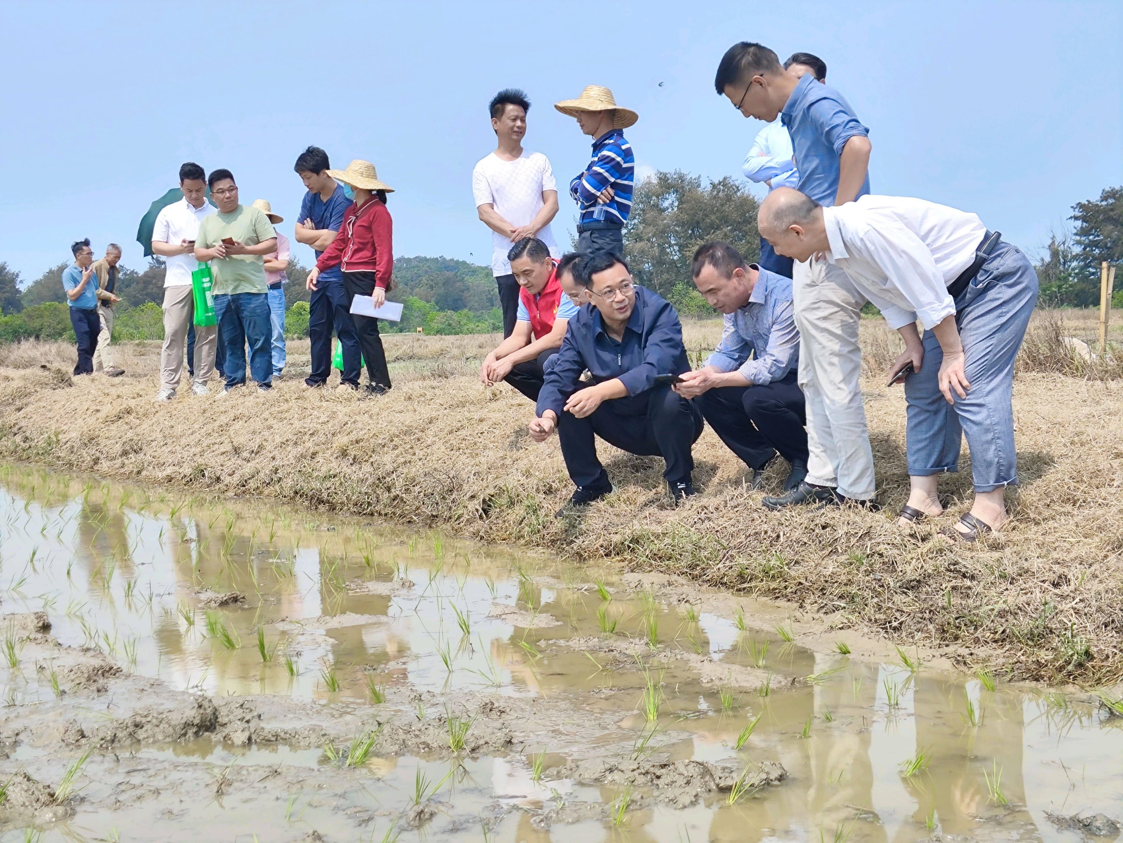 撂荒盐碱地变良田！惠州今年计划种植耐盐水稻约400亩