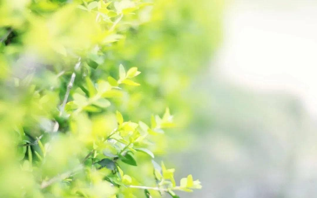 福建作家笔下的鼎湖峰