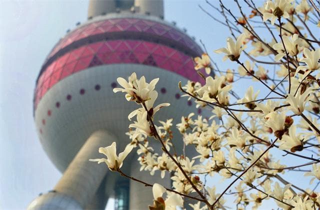 白玉兰如何才能更“出圈”，科研、文化、品牌一齐发力讲好市花故事