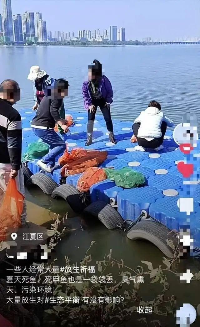 武汉汤逊湖有人放生大量甲鱼？官方：禁止私自放生！