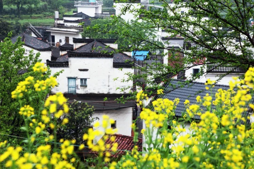 古村里的春天烂漫如画，景美安逸，一起寻找最美的春天