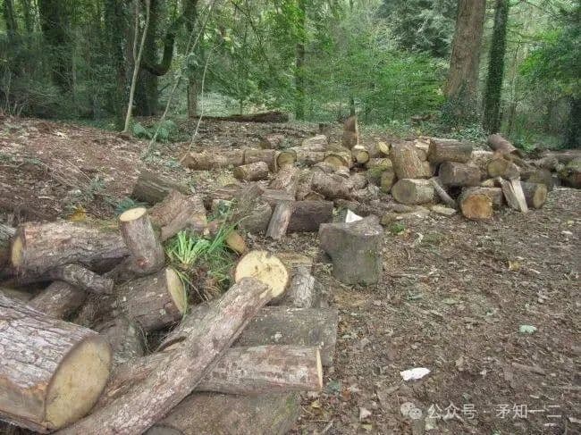 茂名一男子想当“光头强”？砍树被判刑！