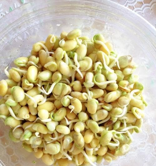 做自发黄豆芽，健康美味从自己开始（从种子到餐桌，手把手教你种出营养丰富的黄豆芽）