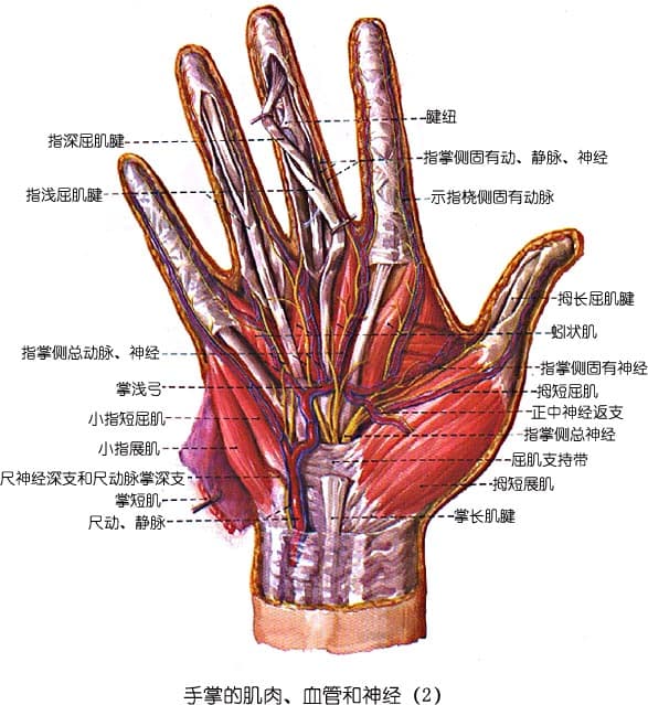解剖学：上肢肌的结构与功能