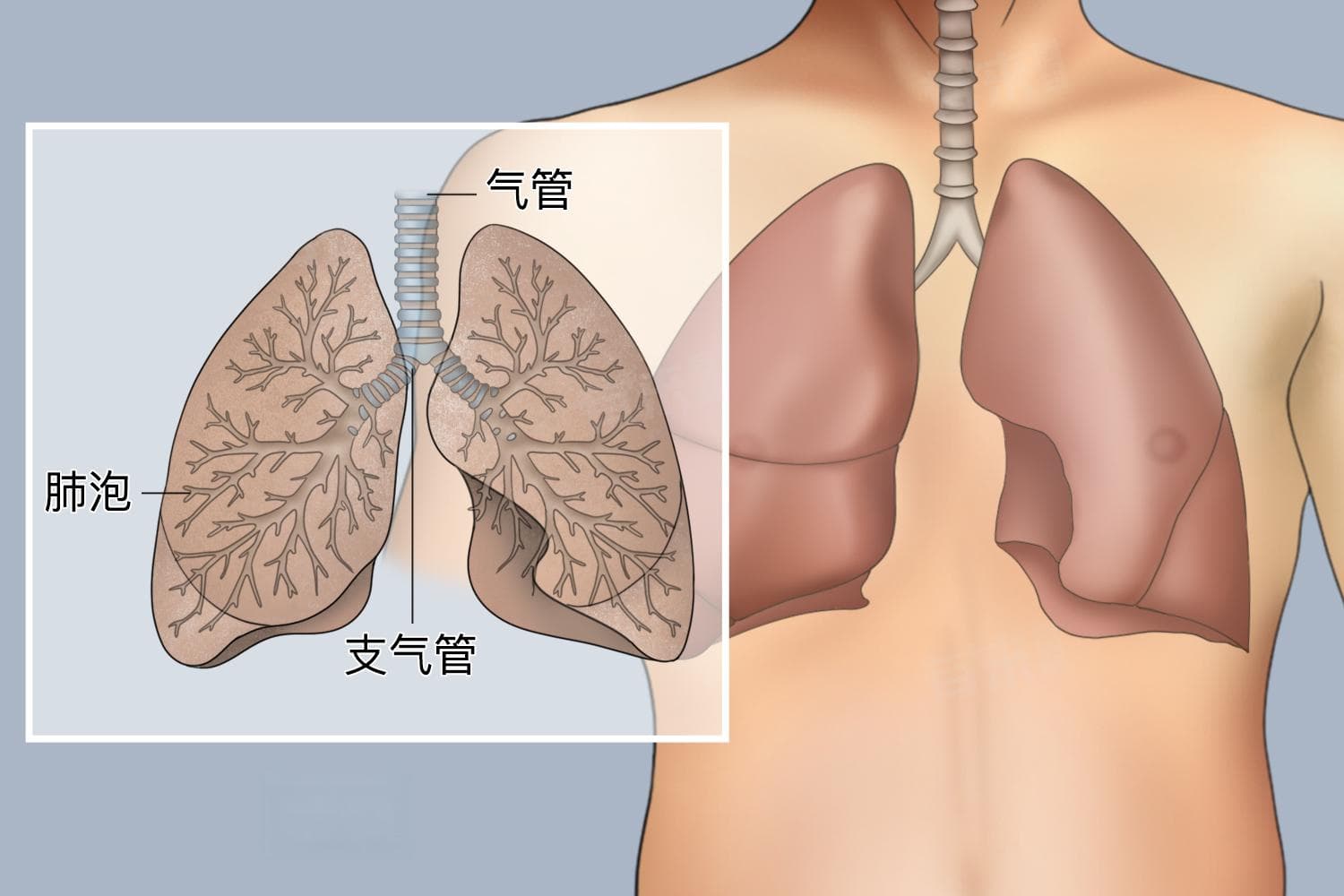 一文读懂呼吸系统疾病：从病因到预防