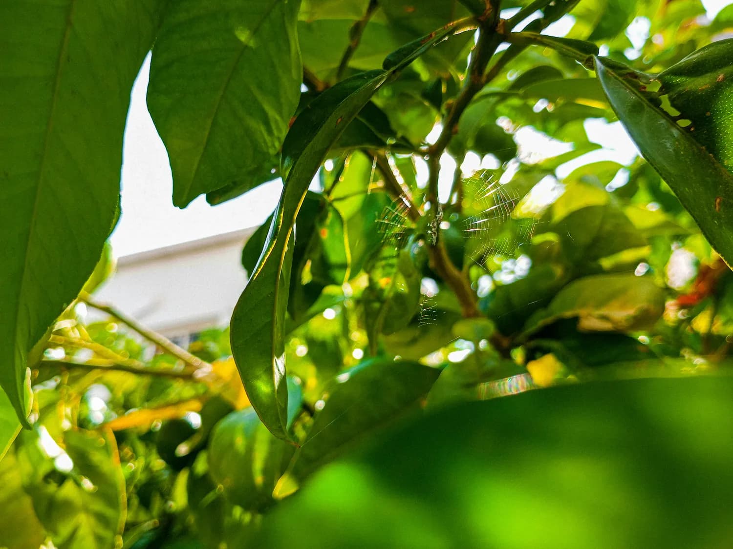 幸福树甲壳虫防治指南，让你的绿植重焕生机