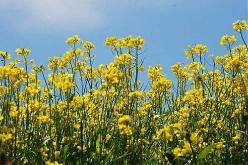 西安春天赏花攻略：七大花卉观赏地全解析