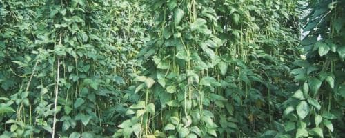 豆角的种植时间与方法：从春到秋的全面指南
