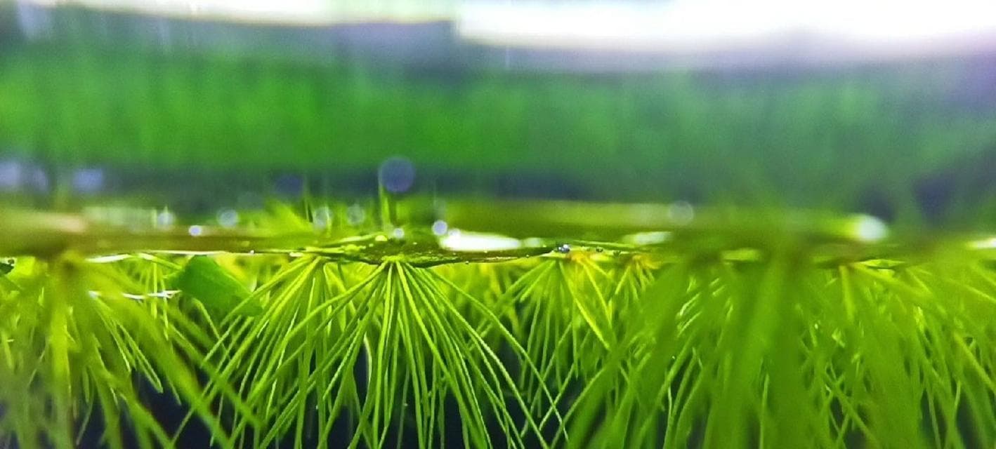 探究浮萍生长的环境与条件（水质）