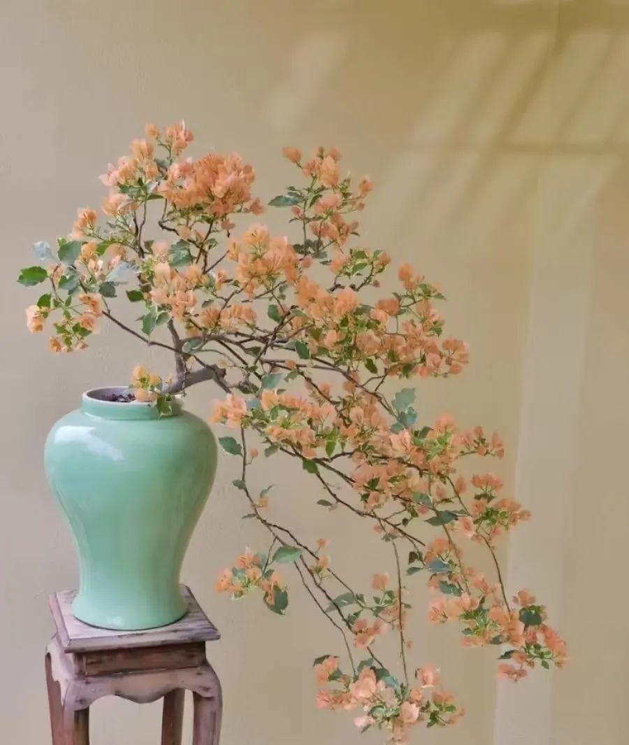 三角梅在春天，牢记“富养5口诀”，新叶多，开花“不用愁”