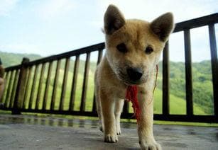 农村养狗：宠物犬的田园生活与城市差异大揭秘！