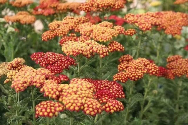 蓍草栽种指南：生态习性、繁殖方法与养护要点