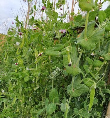 荷兰豆种植技术与管理：从选种到收获的全方位指南