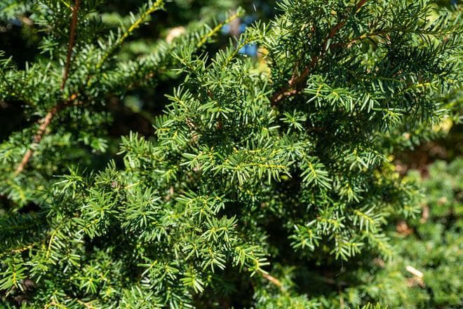 红豆杉的种植与养护：开启成功种植的密码！