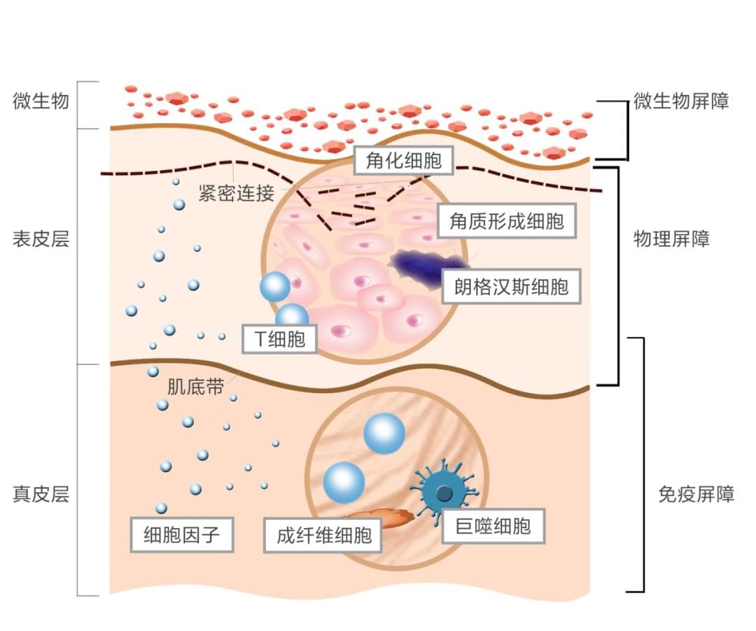 科学护肤，不能忽视皮肤微生态平衡