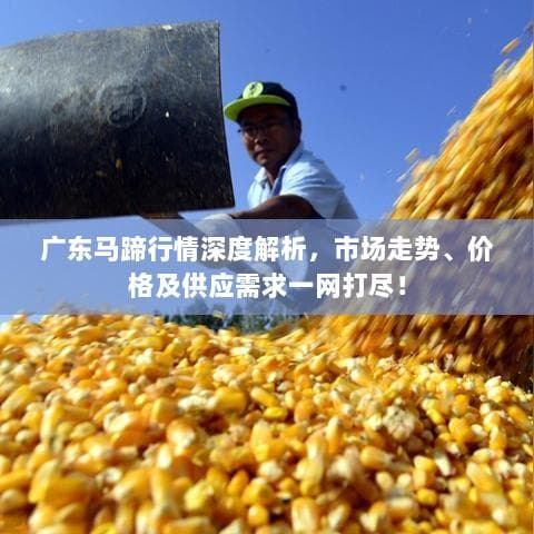广东马蹄行情深度解析，市场走势、价格及供应需求一网打尽！