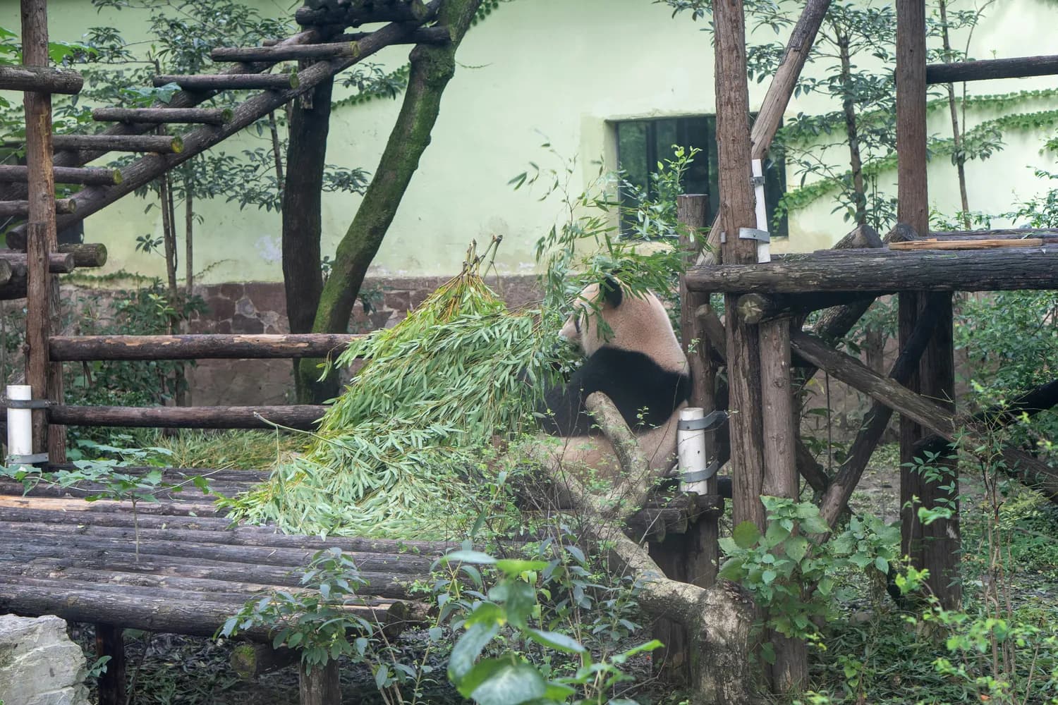 成都大熊猫喜提“法定假期”，每周一闭馆保障动物福利