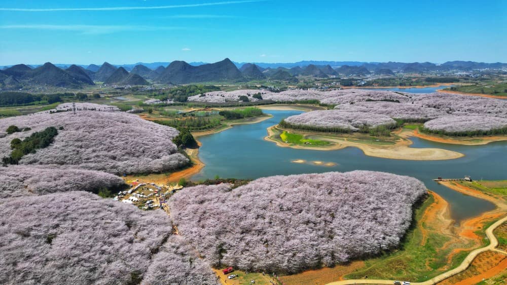 贵阳贵安赏花攻略：八大区县100天花海盛宴