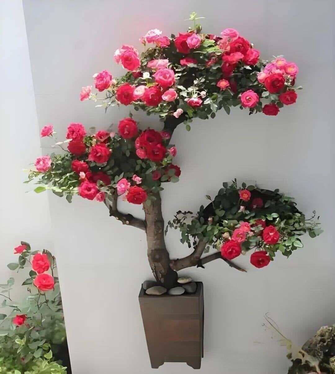 月季花怎样扦插成活率高？分享7个扦插高招，给你省下几千大洋