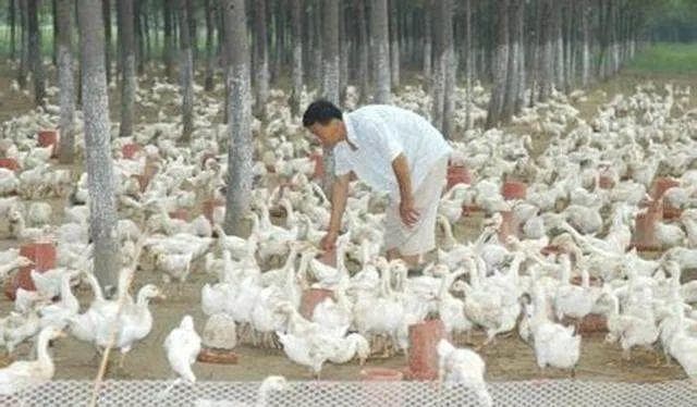 在农村养殖什么赚钱？这些项目最挣钱