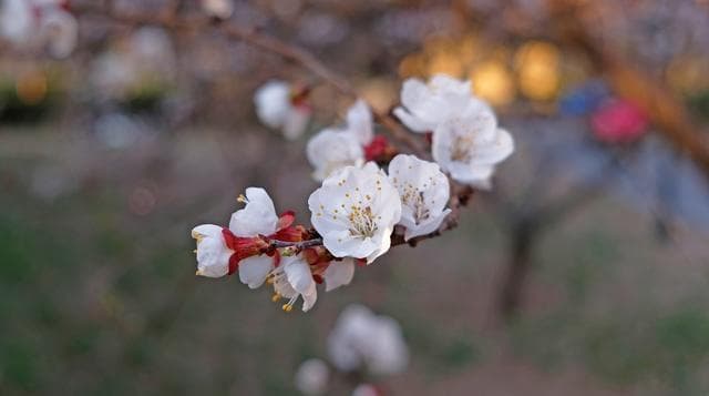 杏花与樱花的区别：一场关于形态、辨识、美、象征与未来的对话