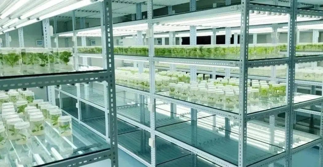 草莓为啥又大又甜又好看？用草莓组织自己育苗
