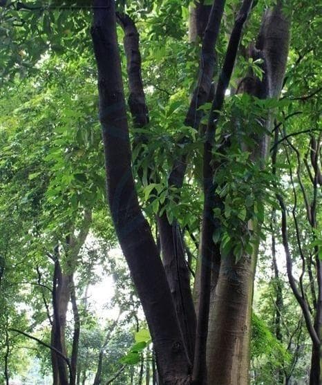 巴豆：从植物学特征到药用价值