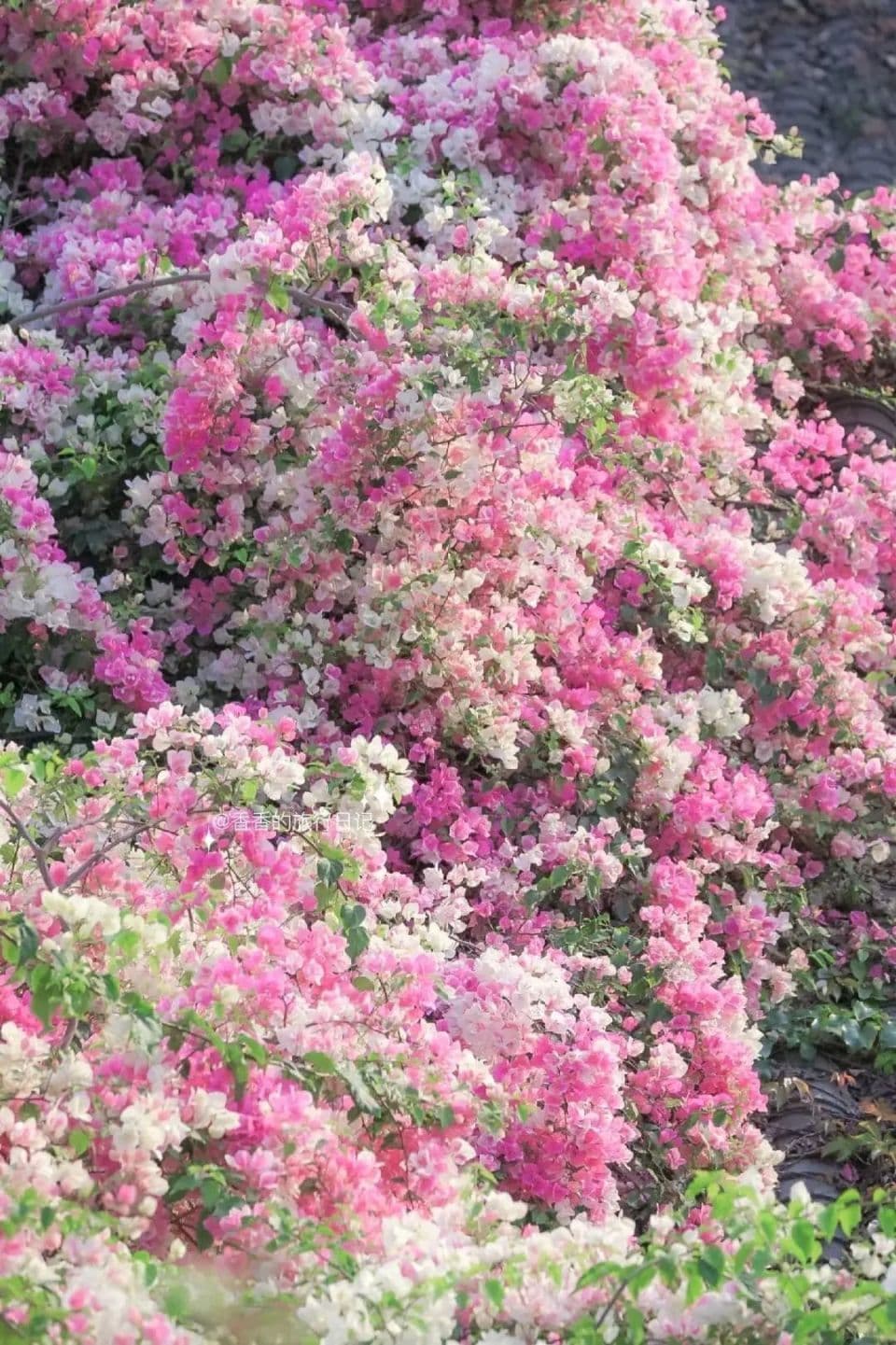 深圳周末赏花地图：十个赏花地、一个小时达，浪漫值超标