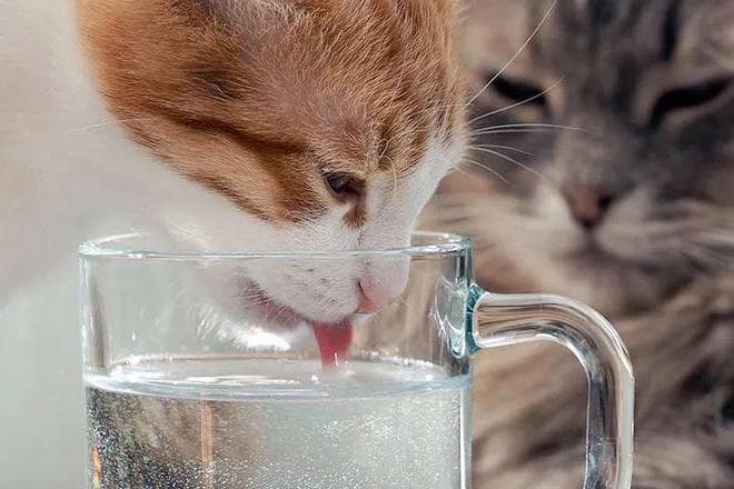把水碗换成黑色，真能让猫多喝水吗？