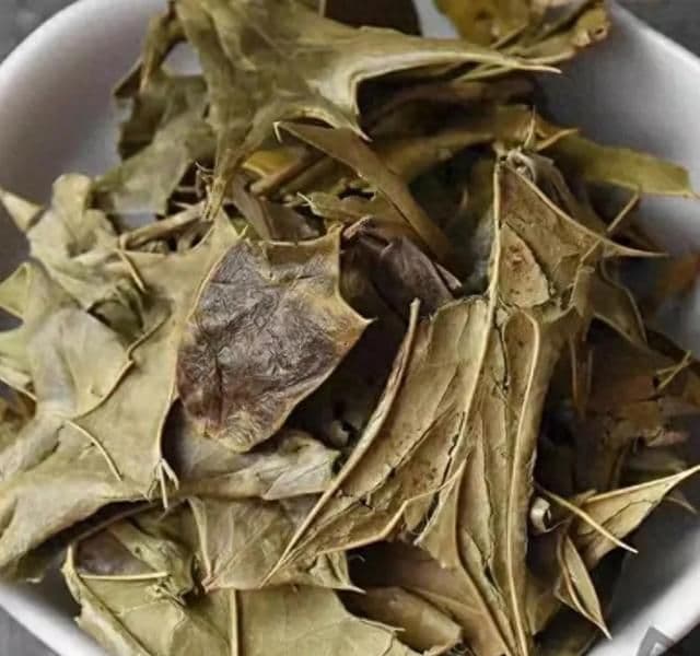 清热，除蒸，止咳化痰之——功劳叶