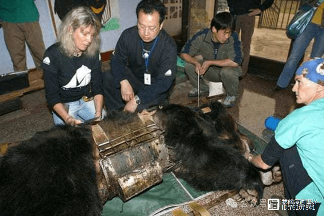 活熊取胆：从残忍产业到社会关注，胆熊保护之路任重道远