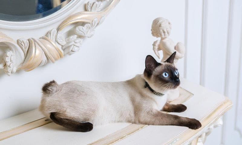 梦见双尾猫