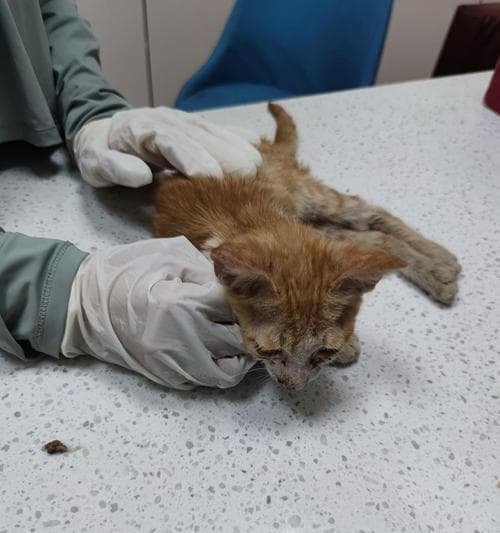 小猫骨折怎么办？从治疗到护理的全方位指南