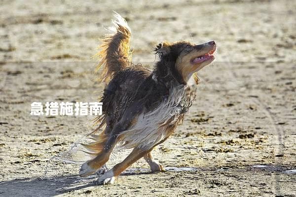 狗狗误食药物怎么办？及时处理与应急措施指南