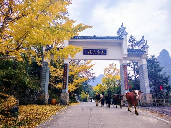 保护213株古树，治理河湖环境，广西白石乡以生态建设推动乡村振兴