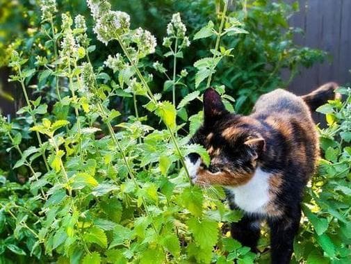 猫咪为什么爱吃猫草？详解猫草的功效与最佳食用方式