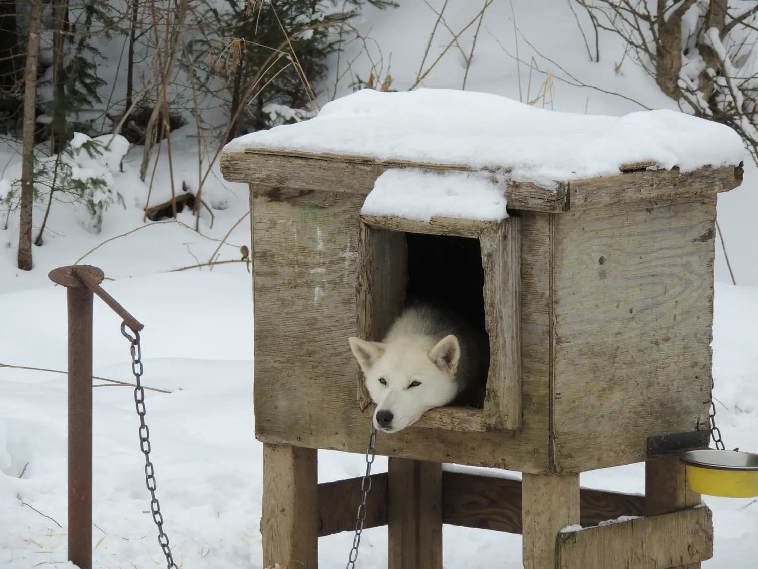 雪橇犬幼犬冬季保暖全攻略：打造温暖舒适的家