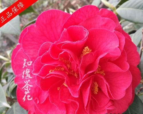 茶花扦插生根发芽，这些小技巧你一定要知道！