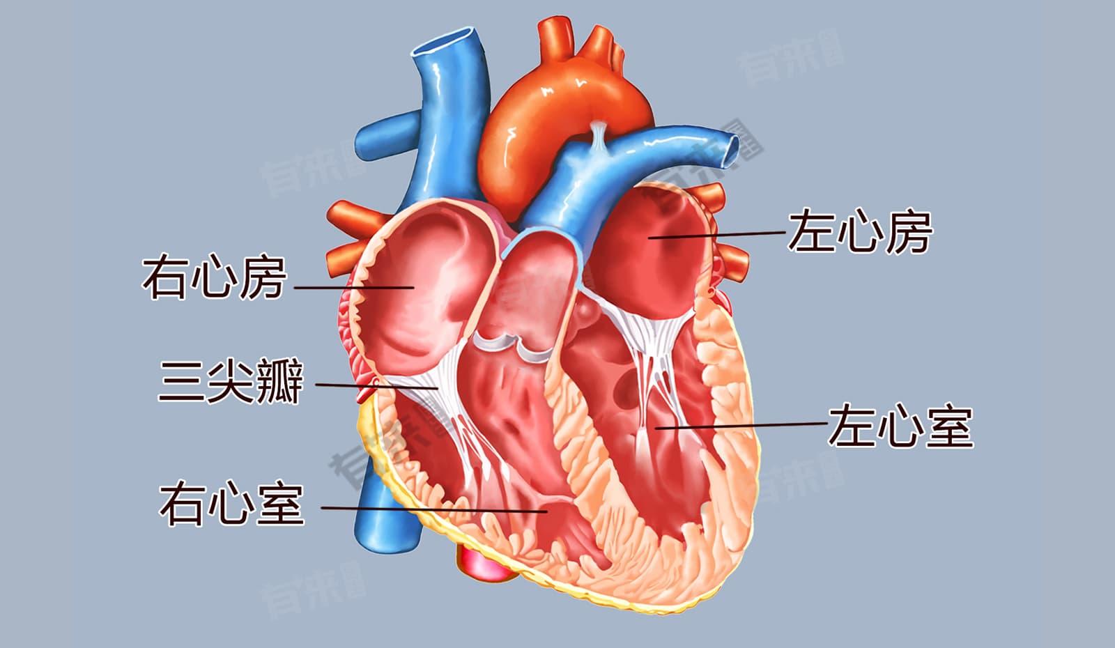 右心房肥大的原因和治疗