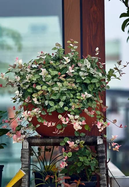 花叶络石养护全攻略：让你的室内绿植枝繁叶茂