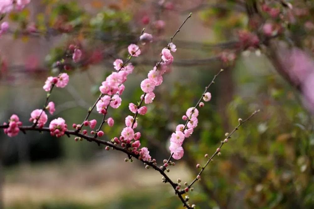 叮！春日赏花攻略 助你打卡“花海世界”